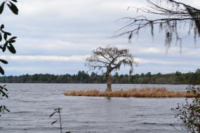 Tree growing on a very small island on Singletary Lake