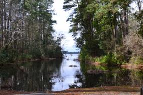 Tall trees on the banks of the lake