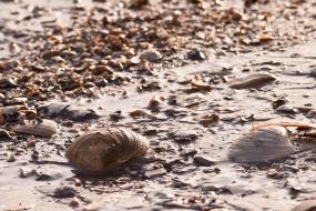 Shells in wet sand
