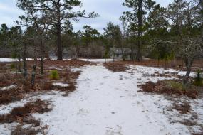 Cabins and pines in the sand