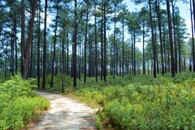 Trail through pine trees