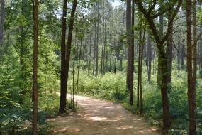 Sandy path through pines