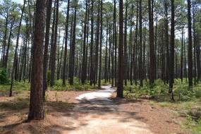 Sandy path through pines
