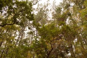 Canopy of pine and rhododendron