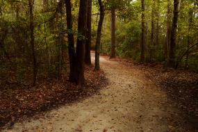 Sandy path through a pine forest