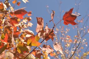 Red Maple leaves