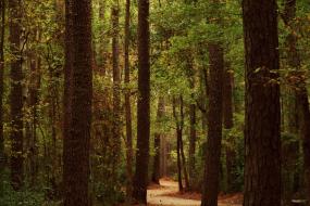 Winding sand path through tall pines