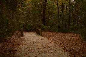 Small wooden bridge in the forest