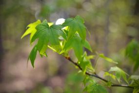 Maple Leaves