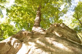 Tree growing on top of boulders