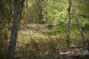 wetlands