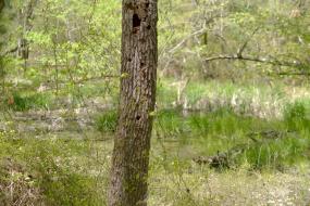 Snag standing in wetlands
