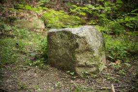 Rock surrounded by vegetation