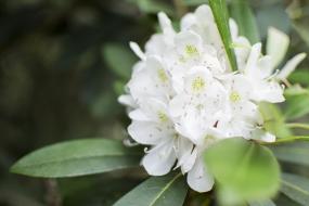 Rhododendron Flower