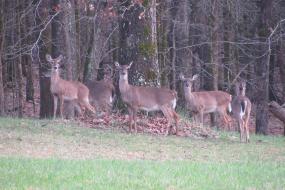 Deer at Musgrove Mill