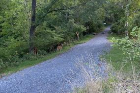 A deer in the distance off the trail near the woods