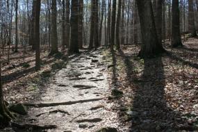 Rocky path through the woods