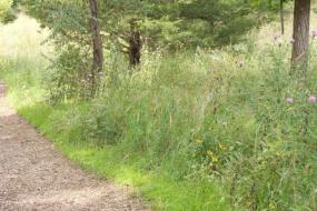 Wildflowers along the trail