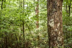 Tree in the forest