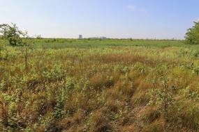 Prairie with city skyline in the background