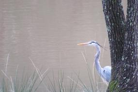 Heron at Musgrove Mill