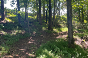 a downhill section through the woods of the Foxtrot trail