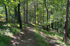 a photo looking down a straight path in the woods