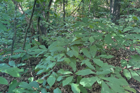 Picture of lush pawpaws