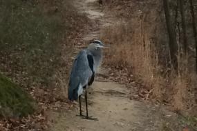 Great Blue Heron standing on trail