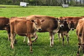 Mills River Cows