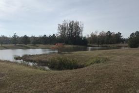 Tree and cattails at pond