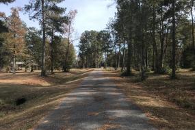 Paved path through woods
