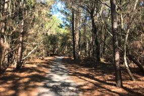 Gravel path through woods