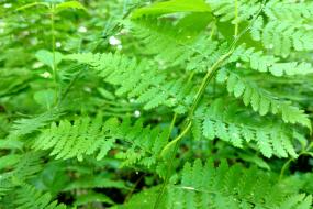 Ferns