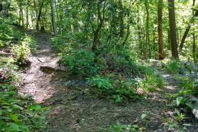 Trail curving downhill