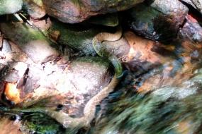 Snake by rocks and flowing water