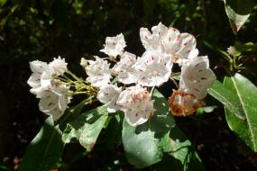 Mountain Laurel blooms