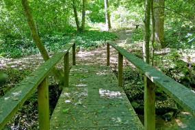 Wooden bridge in the forest