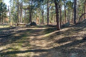 Trail through pines