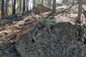 Lichen on boulder