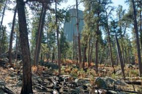Devils Tower through the trees