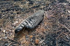 Burnt wood from wildfire