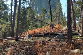 Devils Tower