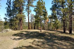 Grassy opening along the trail