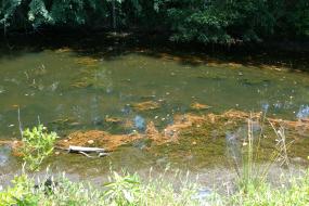 Algae in pond