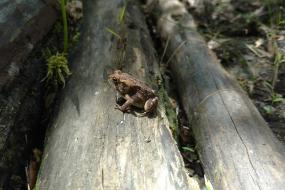 American Toad