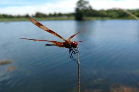 Halloween Pennant Dragonfly