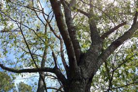 Cherry Tree