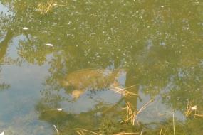 Alligator Snapping Turtle