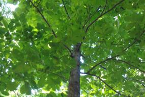 Hickory tree
